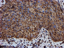 m07267 2 anti erp72 pdia4 mouse monoclonal antibody clone id oti2a11 ihc testing 6