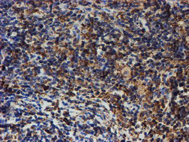 m07267 2 anti erp72 pdia4 mouse monoclonal antibody clone id oti2a11 ihc testing 7