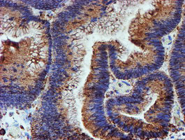 m07267 2 anti erp72 pdia4 mouse monoclonal antibody clone id oti2a11 ihc testing 8