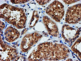 m07267 2 anti erp72 pdia4 mouse monoclonal antibody clone id oti2a11 ihc testing 9