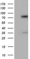 m07267 2 anti erp72 pdia4 mouse monoclonal antibody clone id oti2a11 wb testing 1