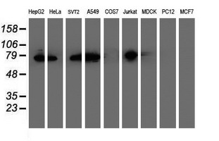 m07267 2 anti erp72 pdia4 mouse monoclonal antibody clone id oti2a11 wb testing 2