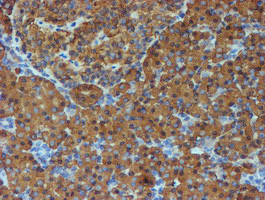 Immunohistochemical staining of paraffin-embedded Human pancreas tissue within the normal limits using anti-PDIA4 mouse monoclonal antibody