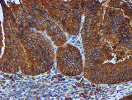 m07267 3 anti erp72 pdia4 mouse monoclonal antibody clone id oti2b9 ihc testing 4