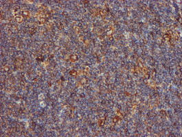 m07267 3 anti erp72 pdia4 mouse monoclonal antibody clone id oti2b9 ihc testing 6