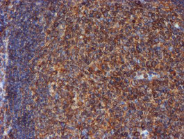 m07267 3 anti erp72 pdia4 mouse monoclonal antibody clone id oti2b9 ihc testing 7