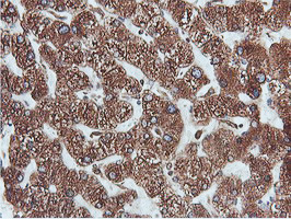 m07267 3 anti erp72 pdia4 mouse monoclonal antibody clone id oti2b9 ihc testing 8