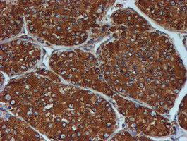 m07267 3 anti erp72 pdia4 mouse monoclonal antibody clone id oti2b9 ihc testing 9