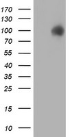 HEK293T cells were transfected with the pCMV6-ENTRY control (Left lane) or pCMV6-ENTRY PDIA4 (Right lane) cDNA for 48 hrs and lysed