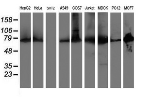 Western blot analysis of extracts (35ug) from 9 different cell lines by using anti-PDIA4 monoclonal antibody
