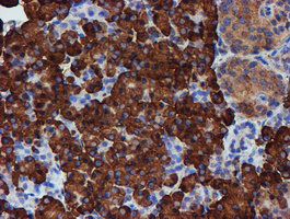 m07267 anti erp72 pdia4 mouse monoclonal antibody clone id oti2c11 ihc testing 4