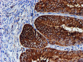 m07267 anti erp72 pdia4 mouse monoclonal antibody clone id oti2c11 ihc testing 5