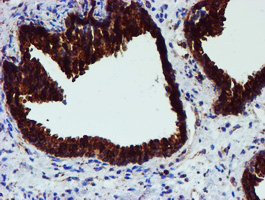 m07267 anti erp72 pdia4 mouse monoclonal antibody clone id oti2c11 ihc testing 6