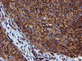 m07267 anti erp72 pdia4 mouse monoclonal antibody clone id oti2c11 ihc testing 8