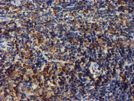 m07267 anti erp72 pdia4 mouse monoclonal antibody clone id oti2c11 ihc testing 9