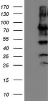 m07267 anti erp72 pdia4 mouse monoclonal antibody clone id oti2c11 wb testing 1