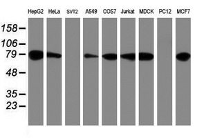 m07267 anti erp72 pdia4 mouse monoclonal antibody clone id oti2c11 wb testing 2