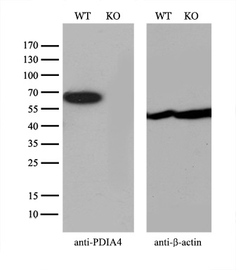 m07267 anti erp72 pdia4 mouse monoclonal antibody clone id oti2c11 wb testing 3_1