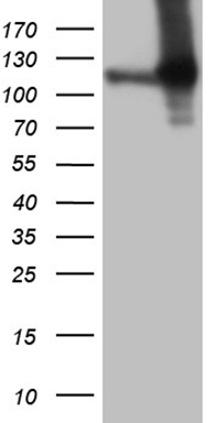 m07280 anti riam apbb1ip mouse monoclonal antibody clone id oti6e3 wb testing 1