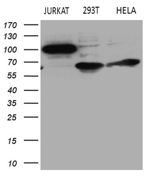 m07280 anti riam apbb1ip mouse monoclonal antibody clone id oti6e3 wb testing 2