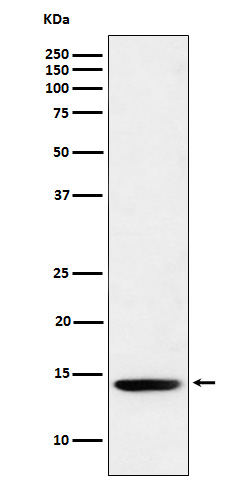 Western blot analysis of Histone H2B (formyl K120) expression in Hela cell lysate