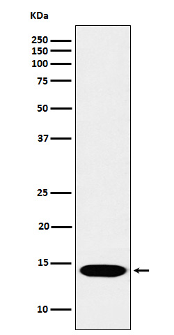 Western blot analysis of Histone H2B (mono methyl K116) expression in Hela cell lysate