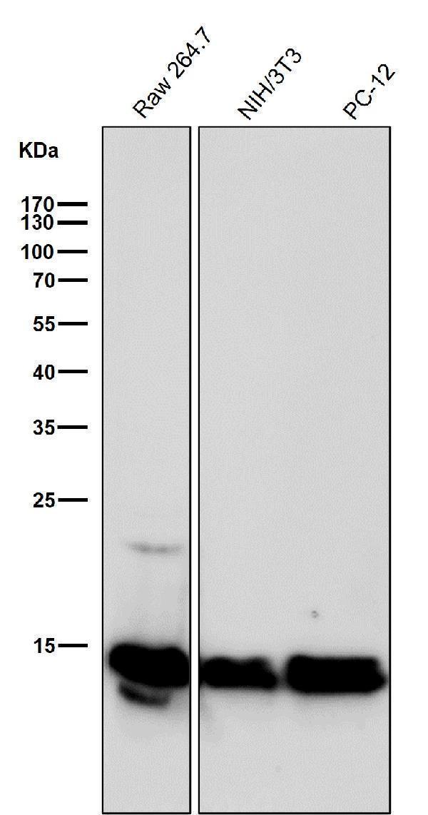 All lanes use the Antibody at 1:500 dilution for 1 hour at room temperature