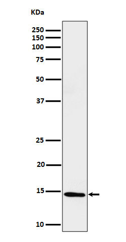 Western blot analysis of Histone H2B (formyl K116) expression in HeLa cell lysate
