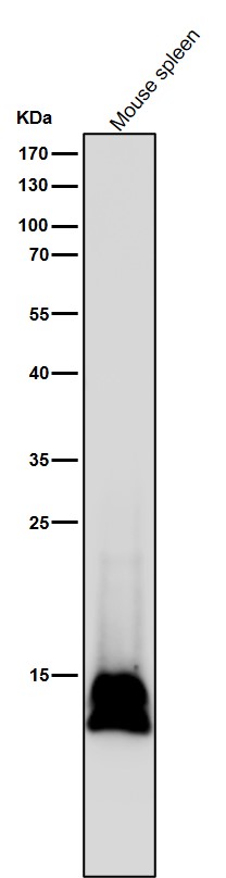 All lanes use the Antibody at 1:5K dilution for 1 hour at room temperature
