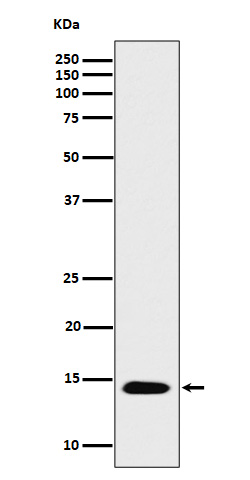 Western blot analysis of Histone H2B (acetyl K16) expression in HeLa treated with Trichostatin A cell lysate