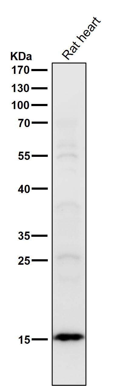 All lanes use the Antibody at 1:1K dilution for 1 hour at room temperature