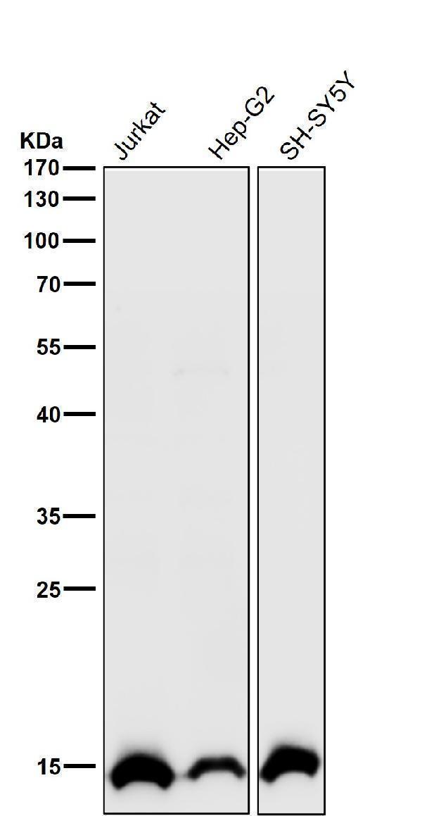 All lanes use the Antibody at 1:1K dilution for 1 hour at room temperature