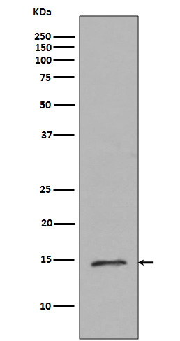Western blot analysis of Histone H2B (mono methyl R79) expression in HeLa cell lysate