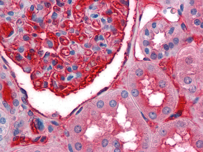 m07289 a1bg primary antibodyes ihc testing 1