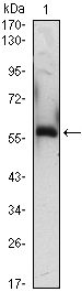 m07289 a1bg primary antibodyes wb testing 2