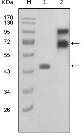 m07304 fbln2 primary antibodies wb testing 1