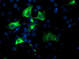 m07305 anti nucleobindin 1 nucb1 mouse monoclonal antibody clone id oti1a5 if testing 6