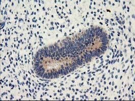 m07305 anti nucleobindin 1 nucb1 mouse monoclonal antibody clone id oti1a5 ihc testing 3