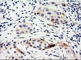 m07305 anti nucleobindin 1 nucb1 mouse monoclonal antibody clone id oti1a5 ihc testing 4