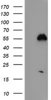 m07305 anti nucleobindin 1 nucb1 mouse monoclonal antibody clone id oti1a5 wb testing 1
