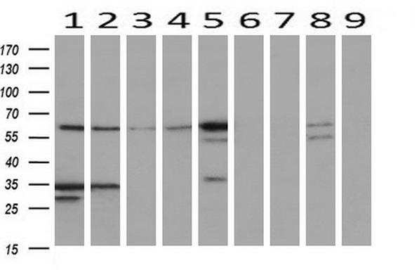 m07305 anti nucleobindin 1 nucb1 mouse monoclonal antibody clone id oti1a5 wb testing 2