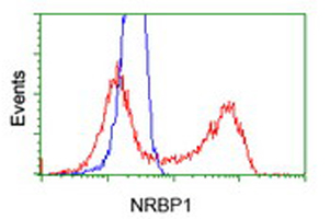 m07309 1 anti madm nrbp1 mouse monoclonal antibody clone id oti7c5 flow cytometry testing 5