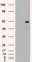 HEK293T cells were transfected with the pCMV6-ENTRY control (Left lane) or pCMV6-ENTRY NRBP1 (Right lane) cDNA for 48 hrs and lysed