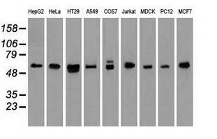 Western blot analysis of extracts (35ug) from 9 different cell lines by using anti-NRBP1 monoclonal antibody