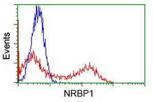 m07309 anti madm nrbp1 mouse monoclonal antibody clone id oti5c3 flow cytometry testing 12