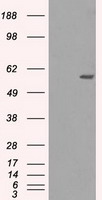 HEK293T cells were transfected with the pCMV6-ENTRY control (Left lane) or pCMV6-ENTRY NRBP1 (Right lane) cDNA for 48 hrs and lysed