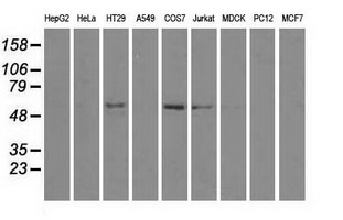Western blot analysis of extracts (35ug) from 9 different cell lines by using anti-NRBP1 monoclonal antibody