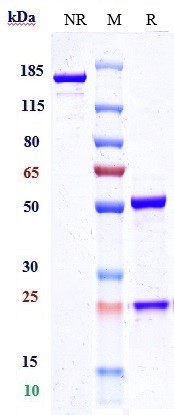 Anti-CLEC4C Reference Antibody (LFB patent anti-BDCA-2) on SDS-PAGE under reducing (R) condition