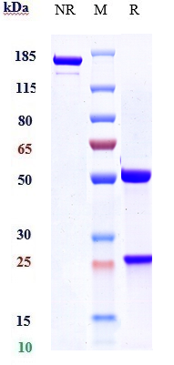 Anti-CLEC4C Reference Antibody (BIIB059) on SDS-PAGE under reducing (R) condition