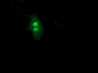 m07314 anti ubl4a mouse monoclonal antibody clone id oti1d4 if testing 4